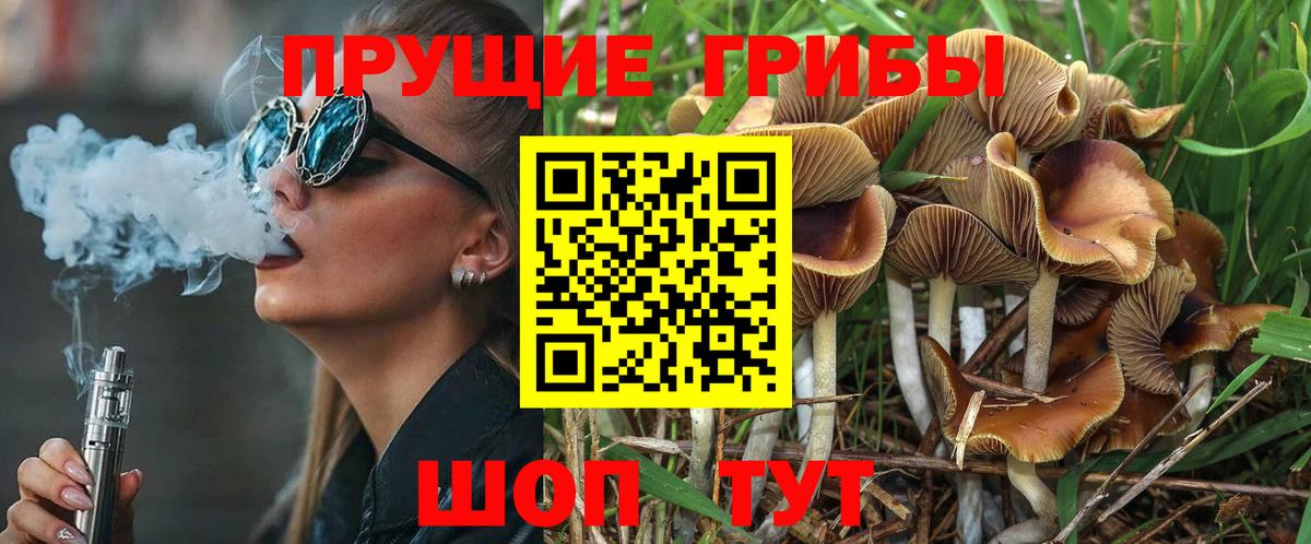 Псилоцибиновые грибы Psilocybe Новочебоксарск